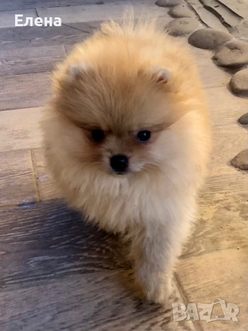 Померанчета, снимка 2 - Померан - 52631209