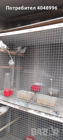 Диамантени гугутки, снимка 9 - други­ - 53403292