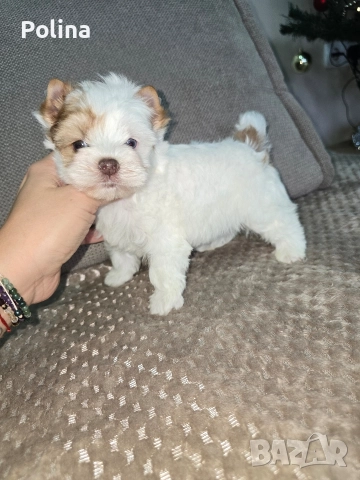 Уникално момче, снимка 2 - Йоркширски териер - 52929052