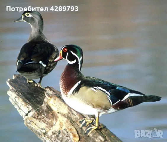 Патици мандаринки и каролинки , снимка 2 - други­ - 56148939