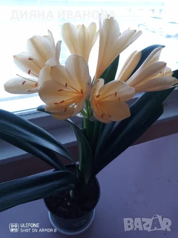 ЖЪЛТА КЛИВИЯ, АЛОЕ ARBORESCENS И АЛОЕ BARBADENSIS.