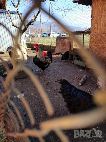 Петли, снимка 10 - Кокошки и пуйки - 53733827