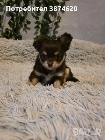 чихуахуа момченца , снимка 10 - Чихуахуа - 53389470