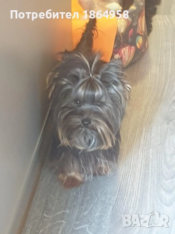 СУПЕР МИНИ ЙОРКИ Доставка , снимка 6 - Йоркширски териер - 53489316