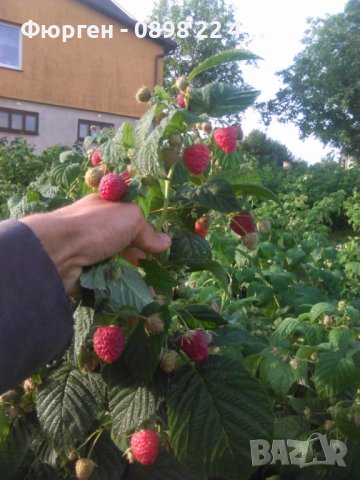 Малина сугана - Sugana червена, снимка 4 - Разсади - 39102687