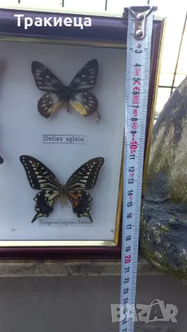 ПРЕПАРИРАНИ ПЕПЕРУДИ В РАМКА КАРТИНА, снимка 3 - Декорация за дома - 48794507