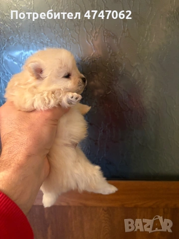 Померан мъжки и женски, снимка 11 - Померан - 53613781