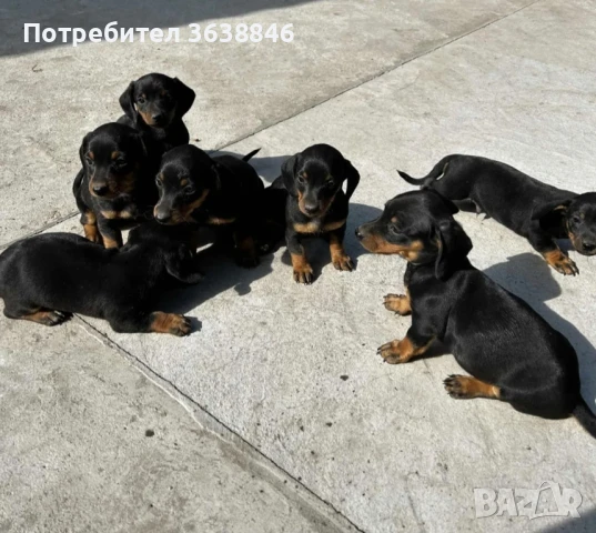 Дакел, снимка 1