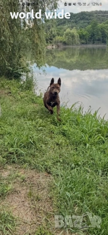 Бебета питбул, снимка 8 - Питбул - 52909896