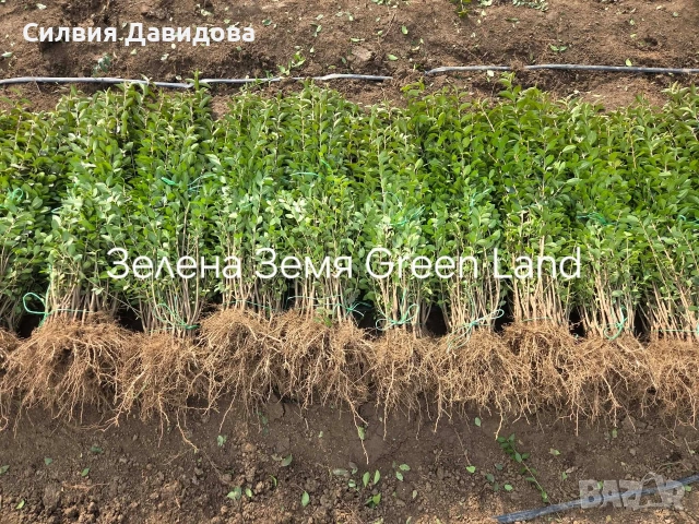 Лигуструм , снимка 8 - Градински цветя и растения - 53776491