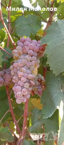 Грозде Мискет Червен 