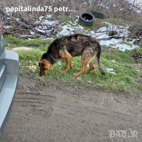 Спешно осинови куче помогни