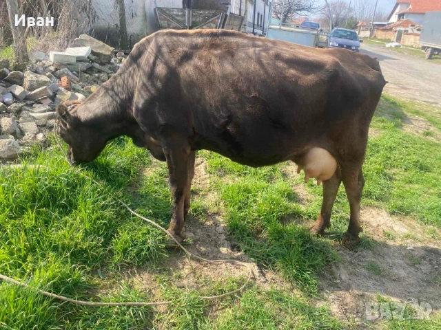 Две млади крави с млеко, снимка 2 - Крави - 53871994