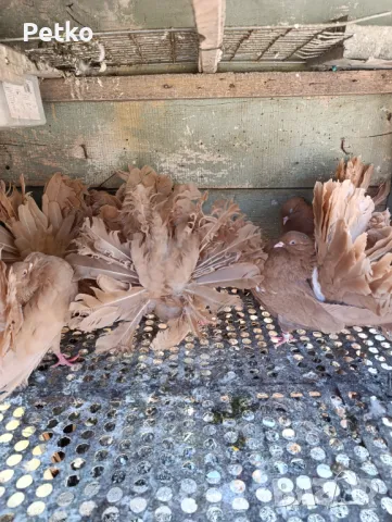 Продавам фенерлии, снимка 5 - Гълъби - 50149773