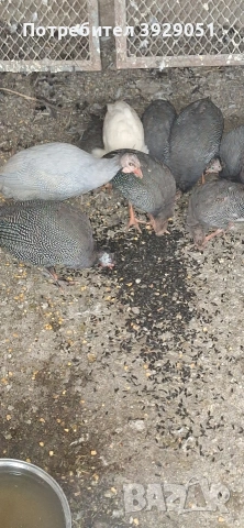 Продавам токачки млади , снимка 4 - Кокошки и пуйки - 53069513