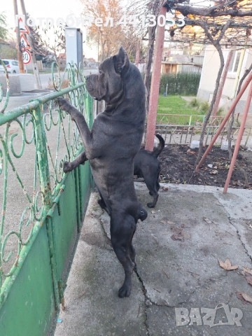 Кане корсо за разплод, снимка 1