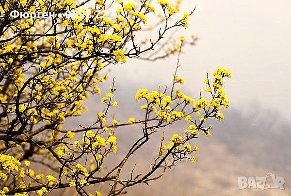 Дрян - Жълт, снимка 5 - Разсади - 51095917