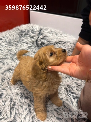 Кока-пу , снимка 3 - Кокер шпаньол - 53603946