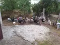 Продавам домашни пуяци  пуйки , снимка 2
