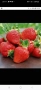 Продавам разсад ягоди , снимка 1