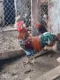 Оплодени яйца от Шведска цветна кокошка, снимка 7