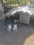 Западно сибирска Лайка, снимка 9