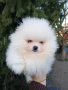 померан померани , снимка 6