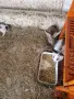 продавам 8 мъжки зайчета, снимка 2