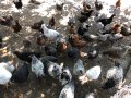 Катунски пилета и кокошки 