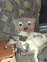 Мопс свободни .., снимка 2