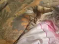 подарявам малки котенца, снимка 5