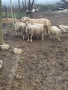 продавам шилета,овце, снимка 4