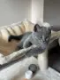 Британско късокосместо котенце  , снимка 2