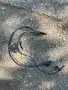 Преден ляв датчик на ABS за Toyota  Verso - Avensis - Coralla - Auris 89543-02061, снимка 1