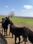 Млади магарета , снимка 2