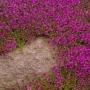 🌿💜 Thymus vulgaris ‘Purple Beauty’ / Пълзяща мащерка , снимка 9