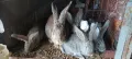 Зайци, снимка 7