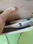 Дамски   чанти. , снимка 7