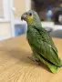Бебе Венецуелска Амазона, снимка 3