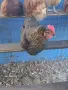 Продавам млади кокошки, снимка 14