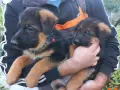 чистопородна немска овчарка, снимка 9