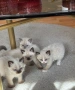 породисти котенца, снимка 4