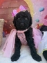 Poodle toy/Пудел Той, снимка 2
