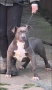 Американско Були Хл/American Bully XL , снимка 4