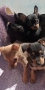 Продавам пинчери, снимка 10