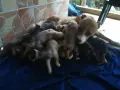 малки питбулчета, снимка 1