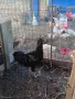 Продавам млади петли, снимка 7