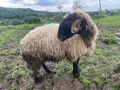 Продавам Млад Овен дебел и работещ, снимка 3