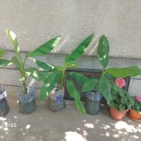Бананови палми, снимка 4 - Градински цветя и растения - 41512038