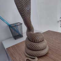 Препарирана кобра - истинска, снимка 6 - Други ценни предмети - 43921542